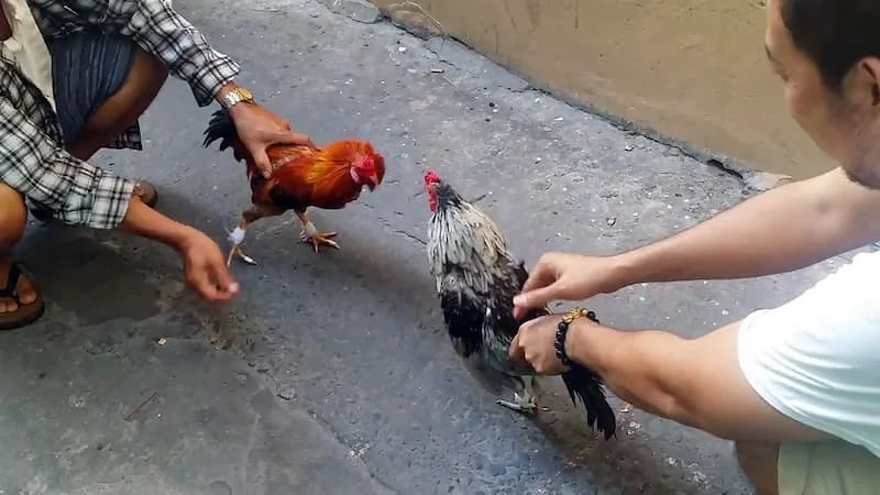 Những điều khiến cho đá gà trở nên cuốn hút hơn bao giờ hết