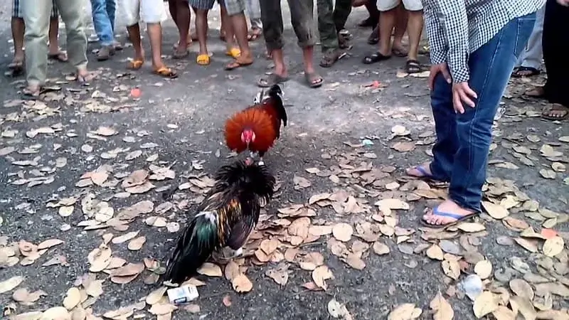 Bật mí cách lựa chọn chiến kê để đá gà