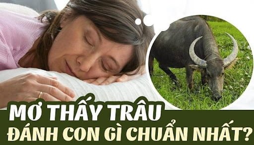 mo-thay-trau-danh-con-gi