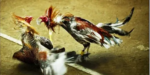 Đặc điểm của các trận đá gà
