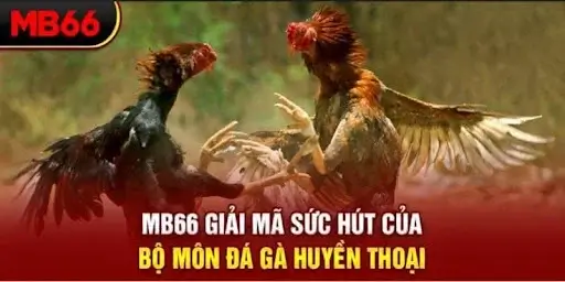 Giải trí đá gà mang lại cho người chơi trải nghiệm lý thú